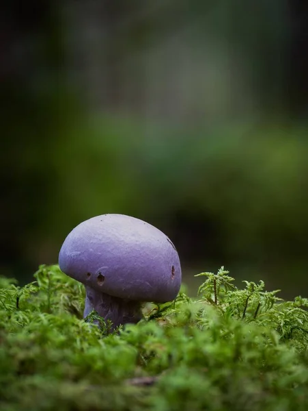 背景がぼやけているコルティナリウス トラヤヌス キノコ 紫色の真菌の垂直閉鎖 — ストック写真