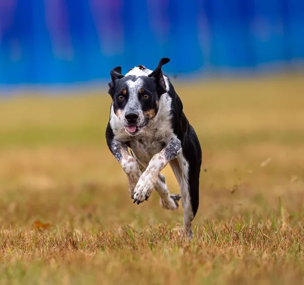 Safkan Bir Avustralya Sığır Köpeği Çimlerin Üzerinde Koşuyor Arka Planı — Stok fotoğraf