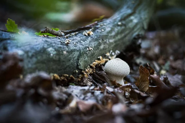 木の切り株の隣に茶色の秋の森の地面にキノコの成長 — ストック写真