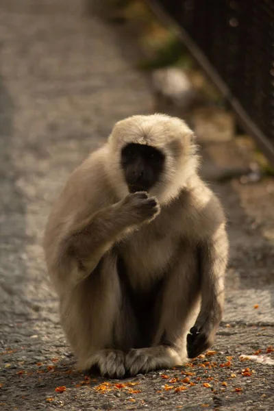 Yerde Oturan Bir Macaque Dikey Yakın Çekimi — Stok fotoğraf
