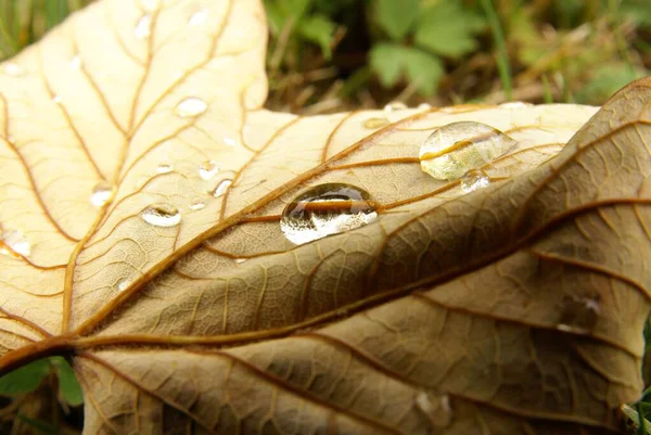 Closeup Shot Brown Leaves Covered Water Drops — Stock Photo, Image