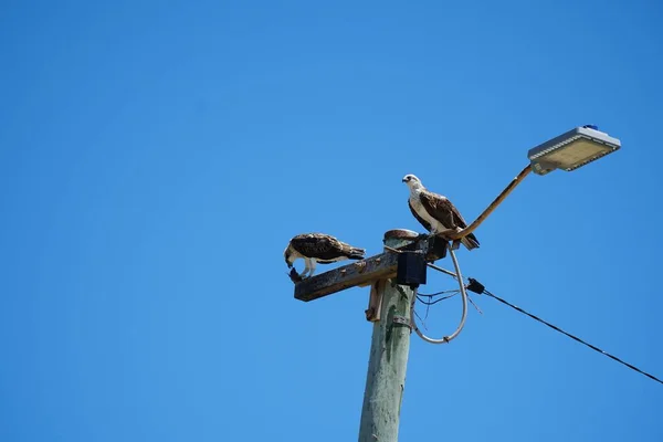 Ein Fischadler Pandion Haliaetus Thront Auf Einem Laternenmast Mit Blauem — Stockfoto