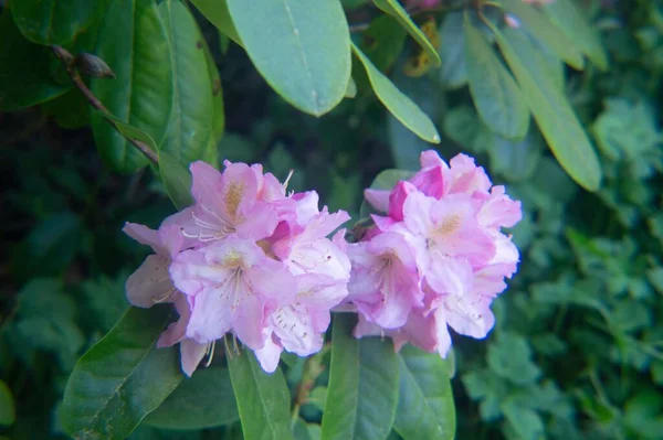 Rózsaszín Rododendron Elnök Roosevelt Virágok Zöld Levelekkel Kertben — Stock Fotó