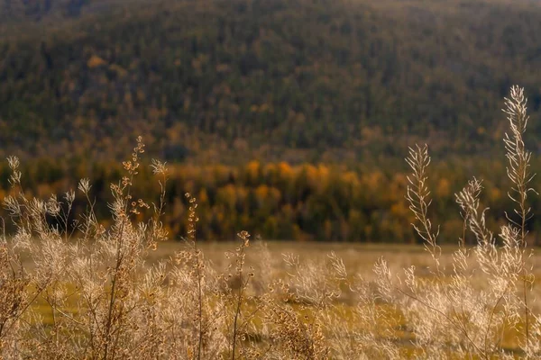 乾燥したDescurainia Sofia植生の選択的な焦点は 山の足のぼやけた景色に対して — ストック写真