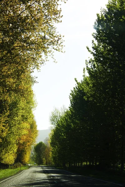 Uzun Ağaçlarla Çevrili Dar Bir Yolun Güzel Bir Görüntüsü — Stok fotoğraf