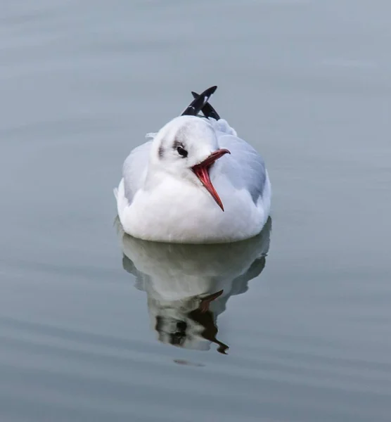 Vertical Shot Black Headed Gull Open Mouth Reflected Lake Water — Stock Photo, Image