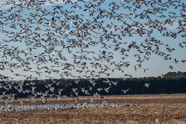 Large Flock Seagulls Geese Flying Seashore — Stock Photo, Image