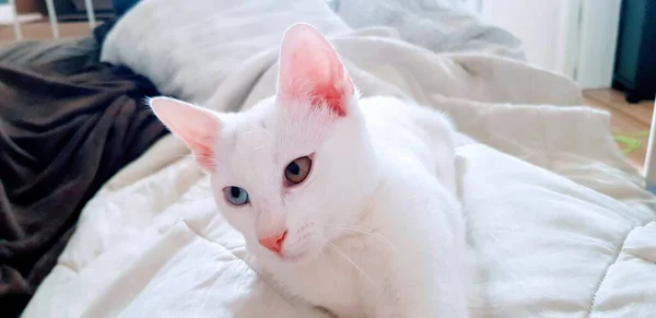 奇妙な目をした白いカオマニー子猫 ヘテロームと猫 — ストック写真