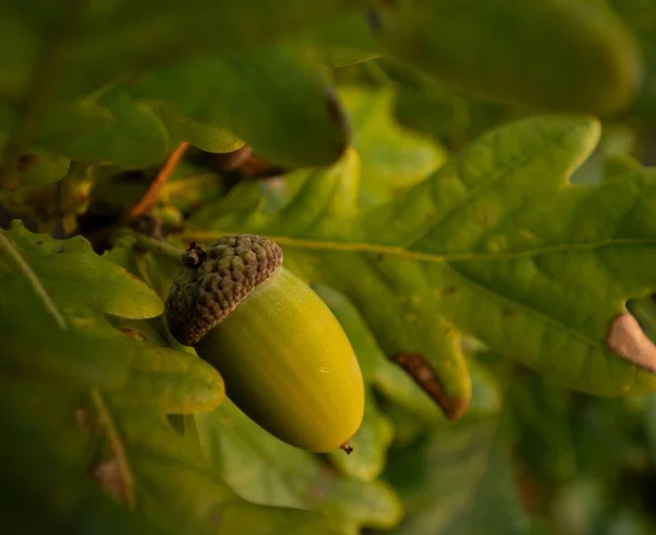 Closeup Shot Green Acorn Tree — Stock Photo, Image