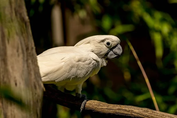 Closeup White Cockatoo Parrot Cacatua Alba Perched Tree Branch Side — Stock Photo, Image