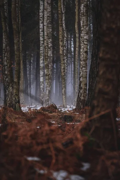 Tiro Vertical Uma Floresta Primavera Vazia Com Neve Derretida — Fotografia de Stock