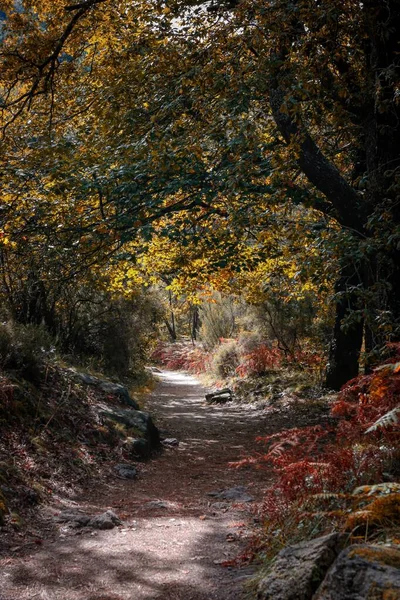 Renkli Sonbahar Ağaçları Olan Ormanda Kayalarla Kaplı Bir Yolun Güzel — Stok fotoğraf