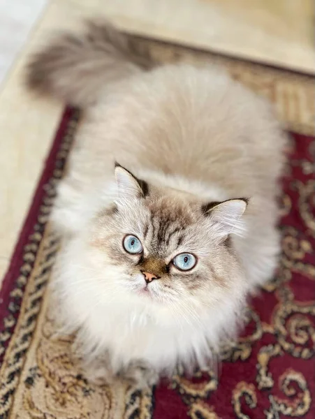 Chlupatá Bílá Kočka Koberci Hledící Kamery Svislá — Stock fotografie