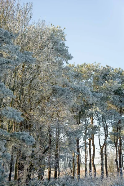 Зимова Осіння Сцена Крижаним Морозом Зимових Деревах Вілтшир Велика Британія — стокове фото