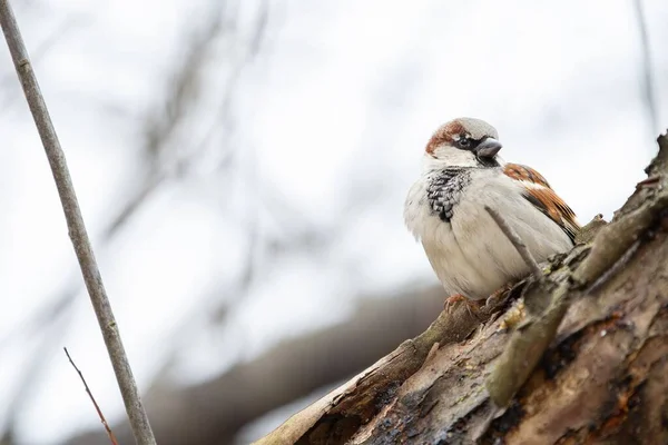 Penutup Burung Pipit Kecil Yang Lucu Duduk Cabang Kering Hutan — Stok Foto