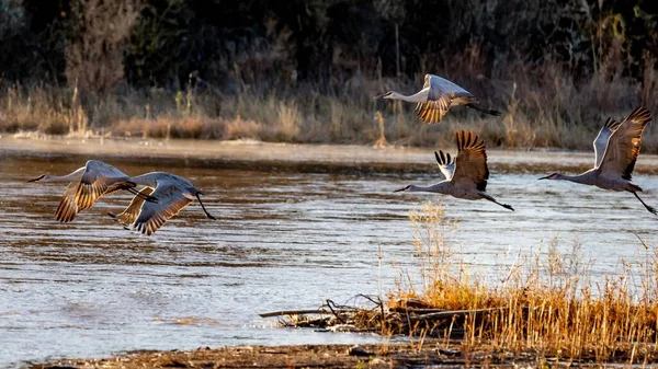 Scenic View Sandhill Cranes Flying Rio Grande Albuquerque New Mexico — Stock Photo, Image