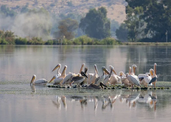 Malowniczy Widok Stada Wielkich Białych Pelikanów Stojących Powierzchni Pływającej Wodzie — Zdjęcie stockowe