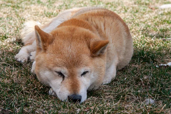 Horizontal Closeup Shiba Inu Beige Fur Lying Sleeping Green Field — Stock Photo, Image
