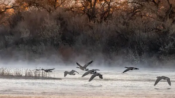 Scenic View Geese Flying Rio Grande Albuquerque New Mexico — Stock Photo, Image