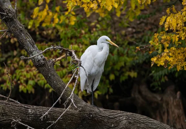 一只东方大白鹭的特写镜头 栖息在森林的一棵树上 — 图库照片