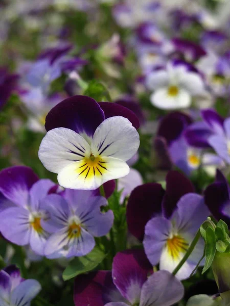 stock image A vertical closeup of purple Pansy flowers growing in a field