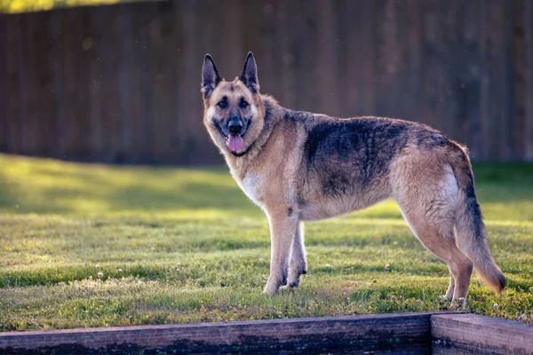 Otlakta Duran Bir Alman Çoban Köpeği — Stok fotoğraf