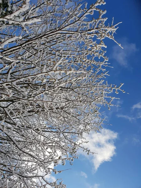 昼間の澄んだ青い空に対する雪の木の垂直ショット — ストック写真