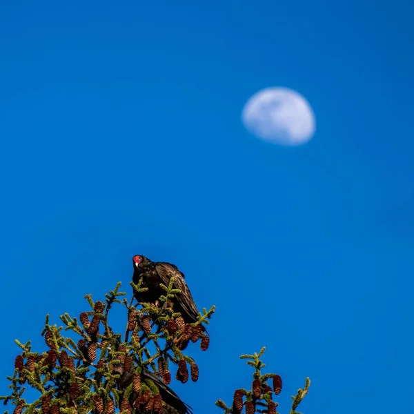 Turecký Sup Sedící Stromě Modrou Oblohou Pozadí — Stock fotografie