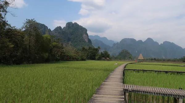 stock image Wooden bridge over a rice field in Laos.