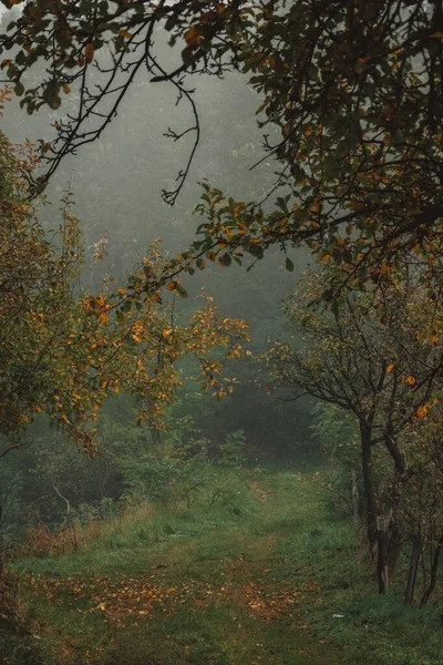 Uma Bela Vista Das Árvores Outono Uma Floresta Profunda Dia — Fotografia de Stock