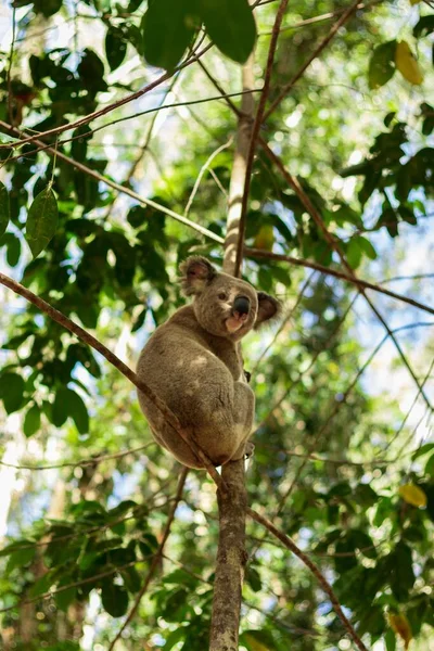 Plan Vertical Beau Koala Sur Branche Arbre — Photo