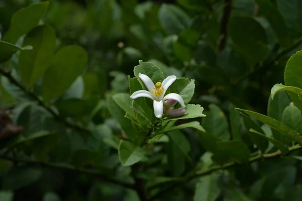 Ένα Κοντινό Πλάνο Του Λεμονανθού Έναν Κήπο — Φωτογραφία Αρχείου