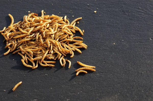 stock image A closeup shot of a swarm of mealworms placed on a black surface