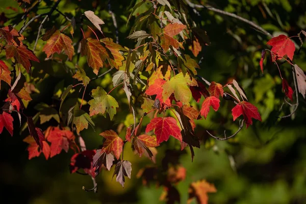 Primo Piano Delle Foglie Dell Albero Che Trasformano Nei Colori — Foto Stock