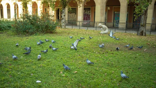Beautiful Shot Gray Pigeons Green Grass Park Sun — Stock Photo, Image