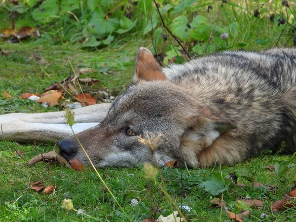 一只灰狼躺在绿草上的特写镜头 — 图库照片