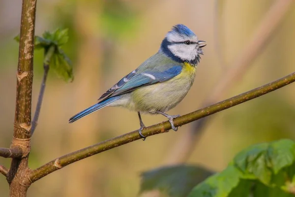 Closeup View Eurasian Blue Tit Perched Small Wooden Branch Blurred — Zdjęcie stockowe