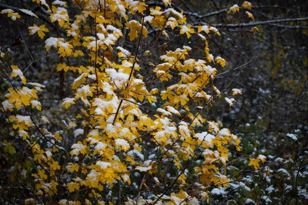 冬天森林里覆盖着黄叶和雪的灌木丛的特写镜头 — 图库照片