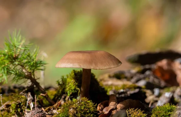 Nahaufnahme Eines Kleinen Pilzes Boden Mit Kleinen Pflanzen Und Gras — Stockfoto