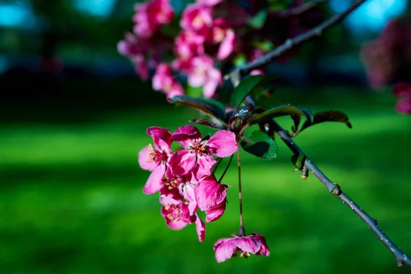 Een Prachtig Uitzicht Een Appelboom Bloem Tuin — Stockfoto