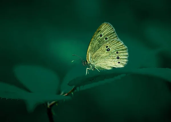 緑の葉の上のリングレット蝶の閉鎖 — ストック写真