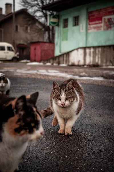 Vertical Selective Focus Fluffy Cyprus Cat Felis Catus Walking Asphalt — Stock Photo, Image