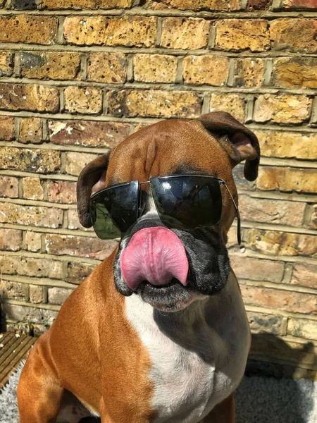 Vertikální Záběr Hnědého Boxerského Psa Slunečními Brýlemi Před Cihlovou Zdí — Stock fotografie