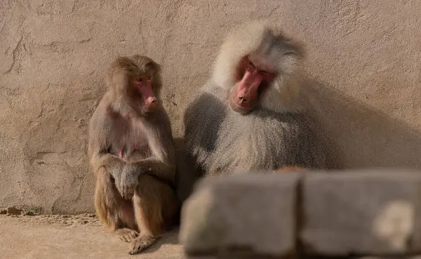 Closeup Shot Two Baboons Sitting Wall Looking Each Other — Stock Photo, Image