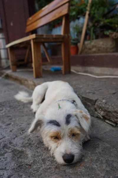 Beyaz Bir Köpek Yerde Uyuyor — Stok fotoğraf
