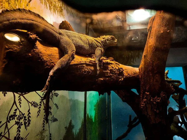 Primer Plano Una Iguana Iguana Iguana Una Rama Zoológico — Foto de Stock