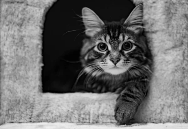 Monochrome Closeup Adorable Cat Looking Out Cat House — Stock Photo, Image
