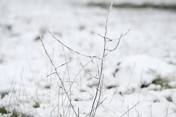 Een Ondiepe Focus Shot Van Ijzel Grassprieten Tijdens Winter — Stockfoto