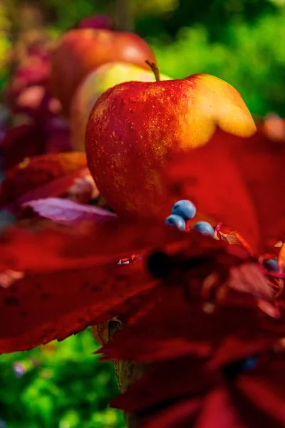 苹果和秋天树叶的特写 — 图库照片