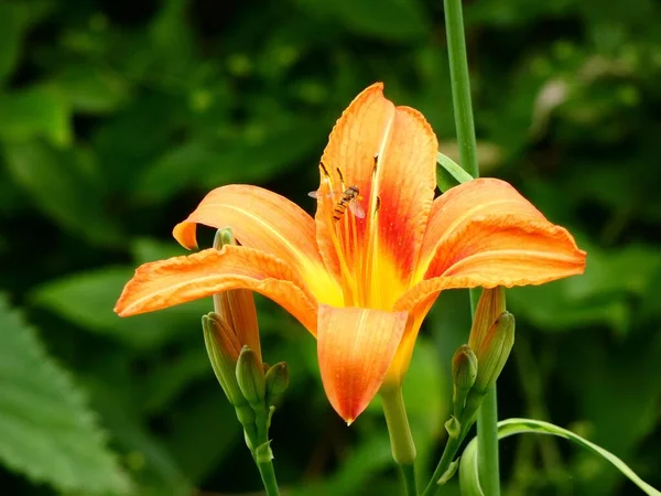Owad Spoczywający Kwiatku Ogrodzie — Zdjęcie stockowe